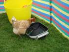 dsc03940_small.jpg