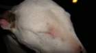 dsc04237_small.jpg
