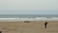 buggybagsracekitesrhosilli0408128_small.jpg